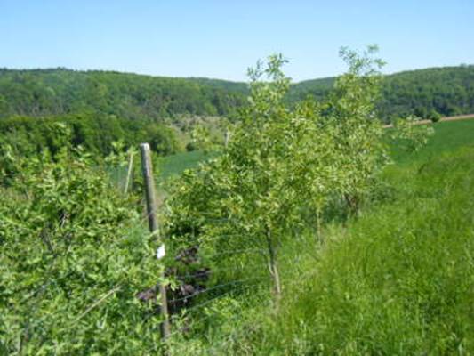 Walterfu-hecke