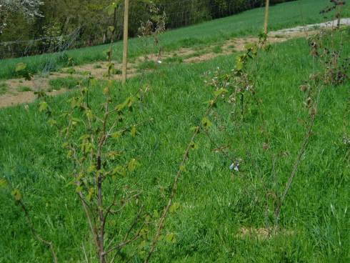 Hecke April
